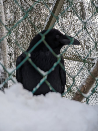 Black raven in Ranua, Laplandの写真素材