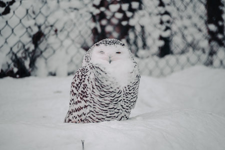 A snowy owl in snowy enclosure in winter in Ranua, Laplandの写真素材