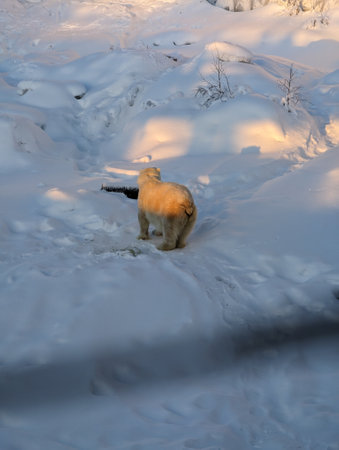 Polar bear in the snow on sunny day in Ranua, Laplandの写真素材
