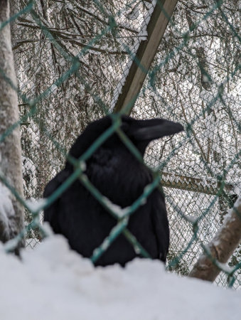 Black bird behind green bars in Ranua, Laplandの写真素材
