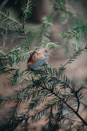 Little hamster with hand on glass in Ranua, Laplandの写真素材