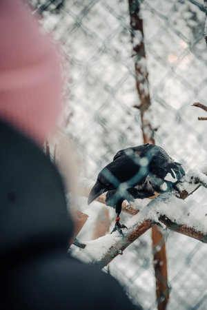 Black raven in snowy enclosure on branch