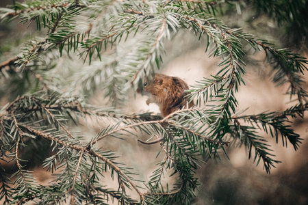 Small mammal in leaves in Ranua, Laplandの写真素材