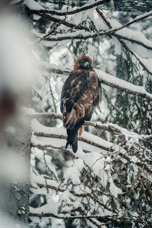Golden eagle sitting in tree in in Ranua, Laplandの写真素材