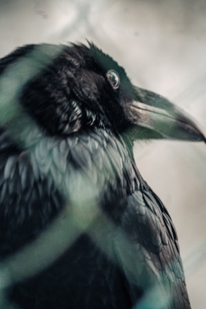 Close up of black raven in Ranua, Laplandの写真素材