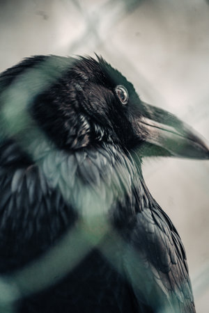 Close up portrait of black ravenの写真素材