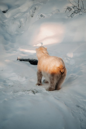 Polar bear stood in snow in Ranua, Laplandの写真素材