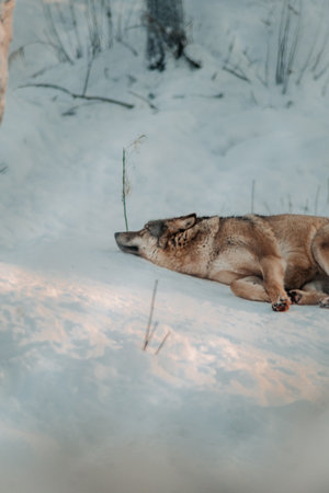 Wolf lying down in the snow in Laplandの写真素材