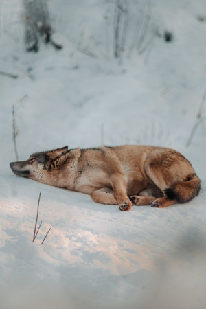 Wolf lying in snow in enclosure in Ranua, Laplandの写真素材