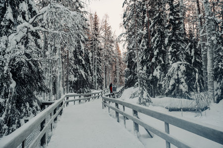 Wooden pathway through snowy trees in winter forest in Ranua, Laplandの写真素材