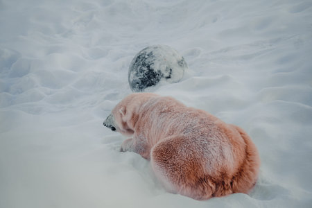 Polar bear lying in snow in Ranua, Lapland
