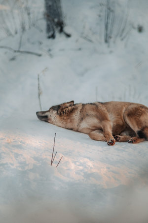 Wolf lying in the snow in wildlife park in Ranua, Lapland