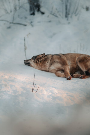 Wolf sleeping in the snow in Ranua, Laplandの写真素材