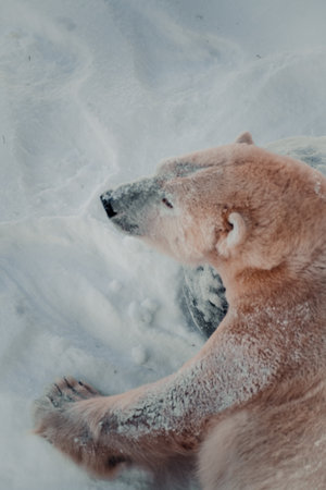 Polar bear leaning over snowy rock in Ranua, Laplandの写真素材