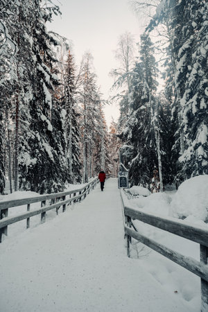 Path through snowy winter forest in wildlife park in Ranua, Laplandの写真素材