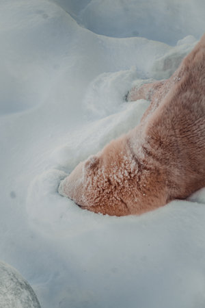 Polar bear digging his head in the snow in Ranua, Laplandの写真素材