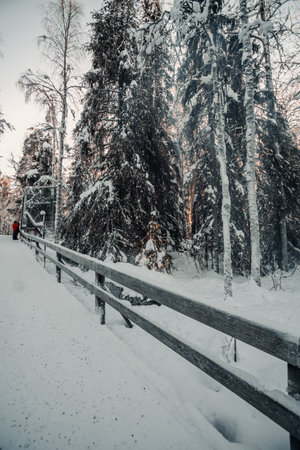 Snowy Christmas tree in forest in wildlife park in Ranua, Laplandの写真素材