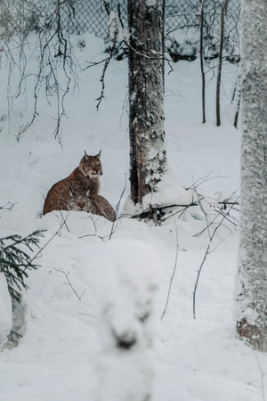 Two lynx under tree in the snow in wildlife park in Ranua, Laplandの写真素材