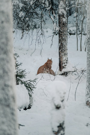 Two lynx under tree in wildlife park in Ranua, Laplandの写真素材