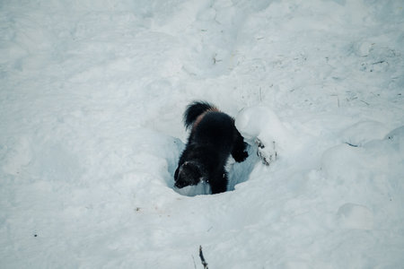 Wolverine digging in deep snow in Ranua, Laplandの写真素材