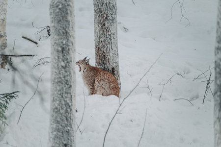 Lynx in the snow next to tree yawning in Ranua, Laplandの写真素材