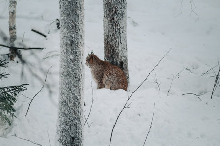 Lynx sitting in snow next to tree in wildlife park in Ranua, Laplandの写真素材