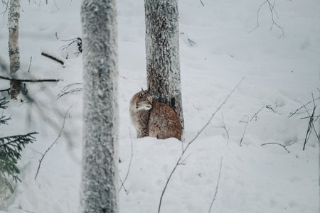 Lynx in snow looking backwards in Ranua, Laplandの写真素材