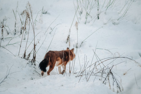 Wolf running between bushes in snow in Ranua, Laplandの写真素材