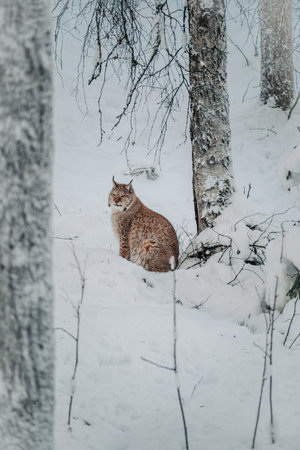 Lynx sat next to tree in snow in wildlife park in Ranua, Laplandの写真素材