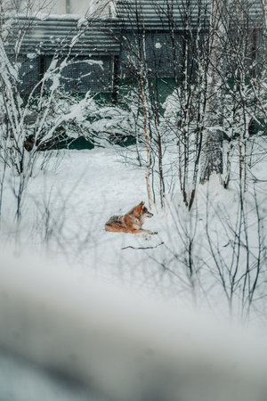 Wolf lying in snow in Ranua, Laplandの写真素材