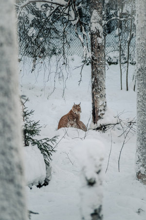 Lynx sitting in snow next to tree in Ranua, Laplandの写真素材