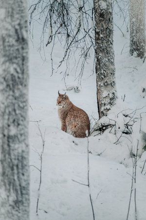 Lynx sat next to tree in snow in Ranua, Laplandの写真素材
