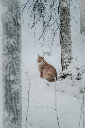 Lynx in snow under tree looking to the side in Ranua, Laplandの写真素材