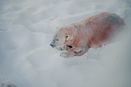 Polar bear lying in snow in wildlife park in Ranua, Laplandの写真素材