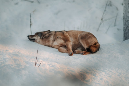 Wolf lying in the snow sleeping in Ranua, Lapland