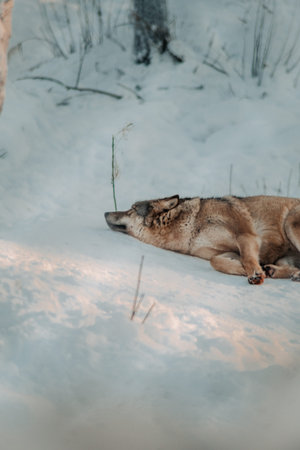 Wolf lying down in the snow in Ranua, Lapland