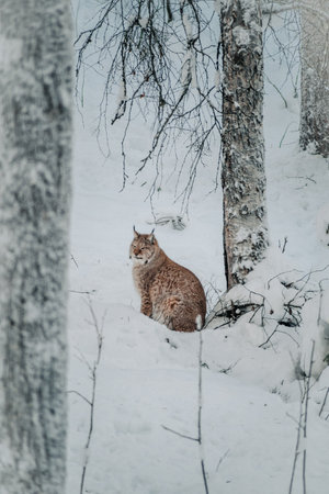 Lynx in snow in wildlife park looking forwards in Ranua, Laplandの写真素材