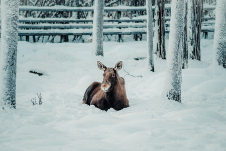 Deer in snow in wildlife park in Ranua, Laplandの写真素材