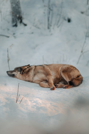 Wolf lying in snow in enclosure in wildlife park in Ranua, Laplandの写真素材