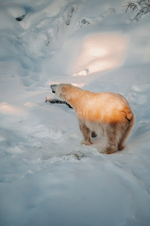 Polar bear stretching neck out in Ranua, Laplandの写真素材