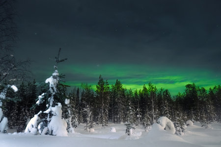 Green northern lights behind snowy trees outside of Rovaniemi, Laplandの写真素材