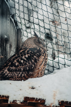Eurasian eagle owl in snow in Ranua, Laplandの写真素材