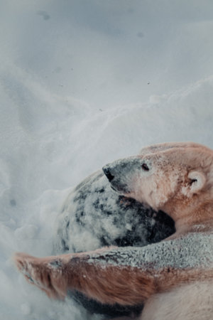 Polar bear sprawling over snowy rock in Lapland