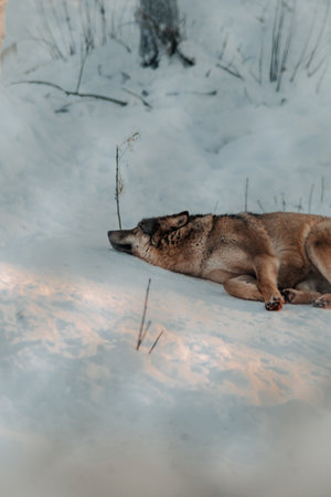 Wolf lying in the snow in Ranua, Laplandの写真素材