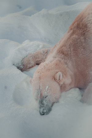 Polar bear sprawling in the snow in Ranua, Laplandの写真素材