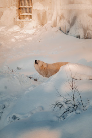 Polar bear in wildlife park in the snow in Ranua, Laplandの写真素材