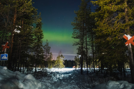 Northern lights over green trees in forest in Rovaniemi, Laplandの写真素材
