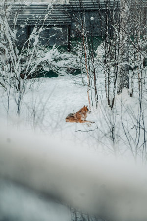Wolf resting in the snow in Ranua, Laplandの写真素材