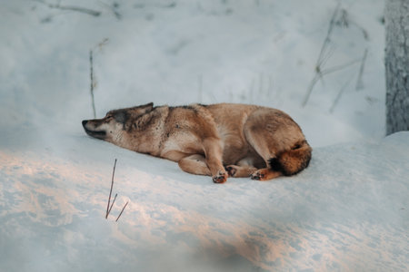 Wolf flopped on the snow in Ranua, Laplandの写真素材