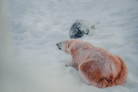 Polar bear lying in snow next to rock in Ranua, Laplandの写真素材